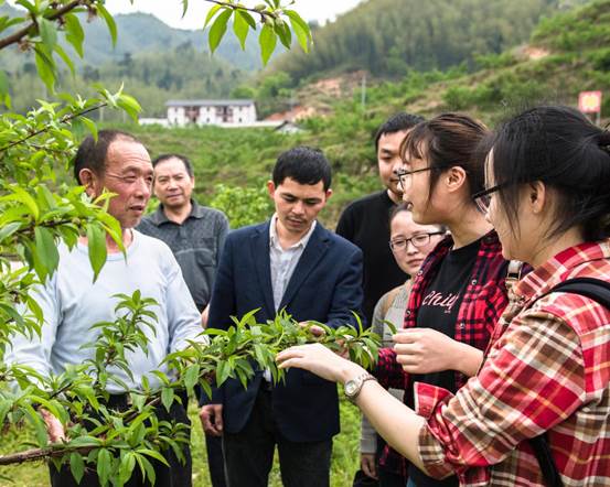 南昌大学技术人员指导黄桃种植