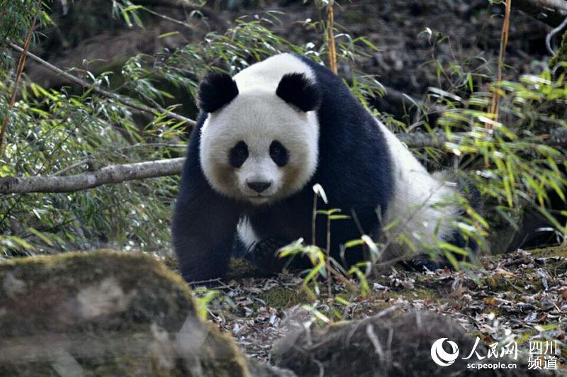 唐家河国家级自然保护区内的大熊猫。（马文虎 摄）