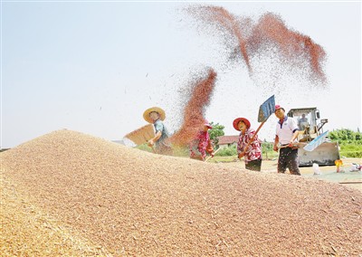 近日，江苏省启东市农民在田间地头晾晒小麦。 　　许丛军摄（人民视觉）