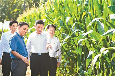 7月22日至24日，中共中央总书记、国家主席、中央军委主席习近平在吉林省考察。这是7月22日下午，在四平市梨树县国家百万亩绿色食品原料（玉米）标准化生产基地核心示范区地块，习近平走进玉米地，了解农业科技研发利用、黑土地保护情况。新华社记者 燕雁 摄