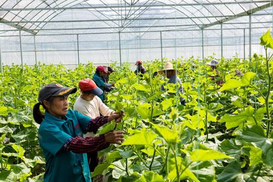 现代农业示范基地，带动120户贫困户就近投工投劳